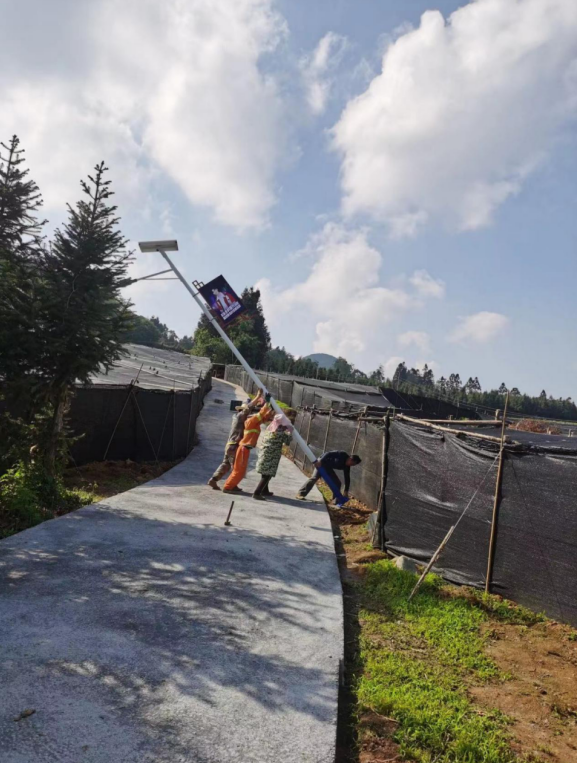任嘉伦荔枝公益援建“嘉兴路”助力乡村振兴